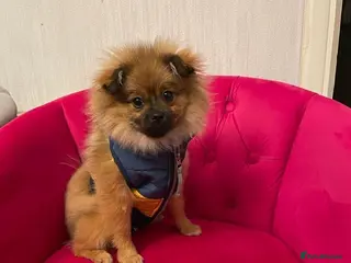 Pomeranian dogs Pomeranian female - Advert 6