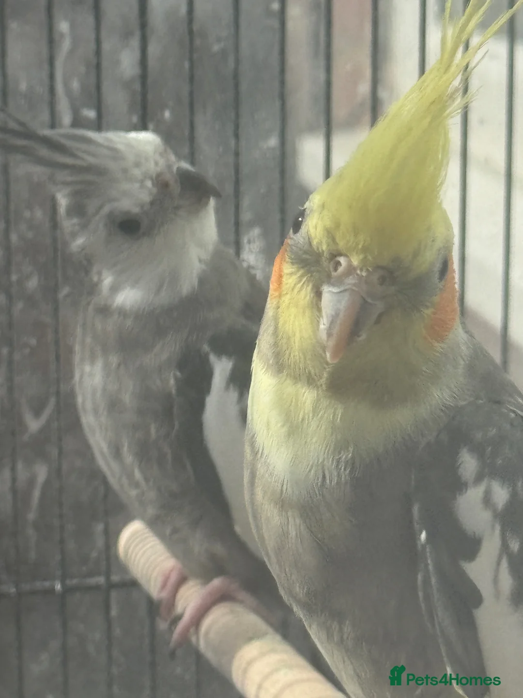 Cockatiels birds for sale: Bonded Pair of Cockatiels (Male & Female) - Advert 2