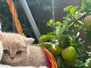 British Shorthair cats 2 beautiful British short hairs for sale - Advert 1