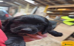 Cocker Spaniel dogs for sale: Cocker spaniel puppies - Image 3