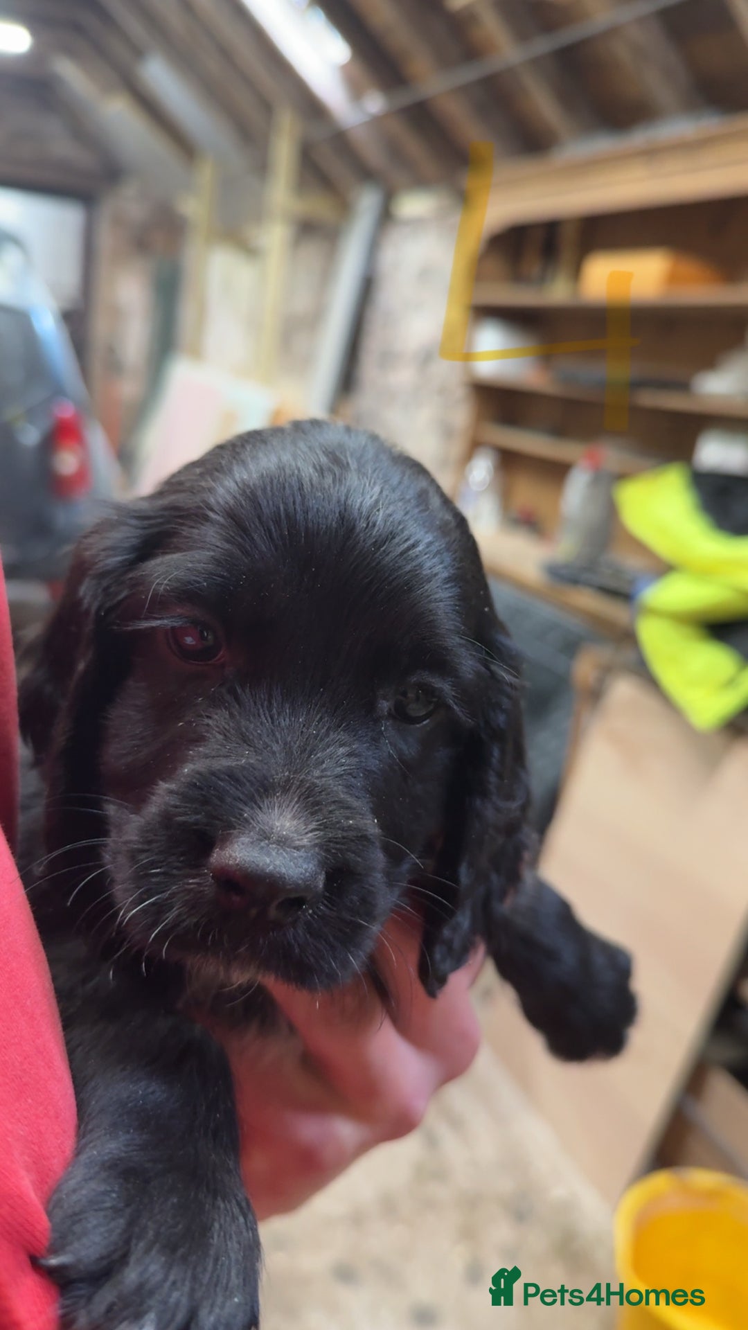 Cocker Spaniel dogs for sale: Cocker spaniel puppies - Image 3