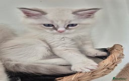 Ragdoll cats for sale: 4 Precious tica Ragdoll girls - Image 6