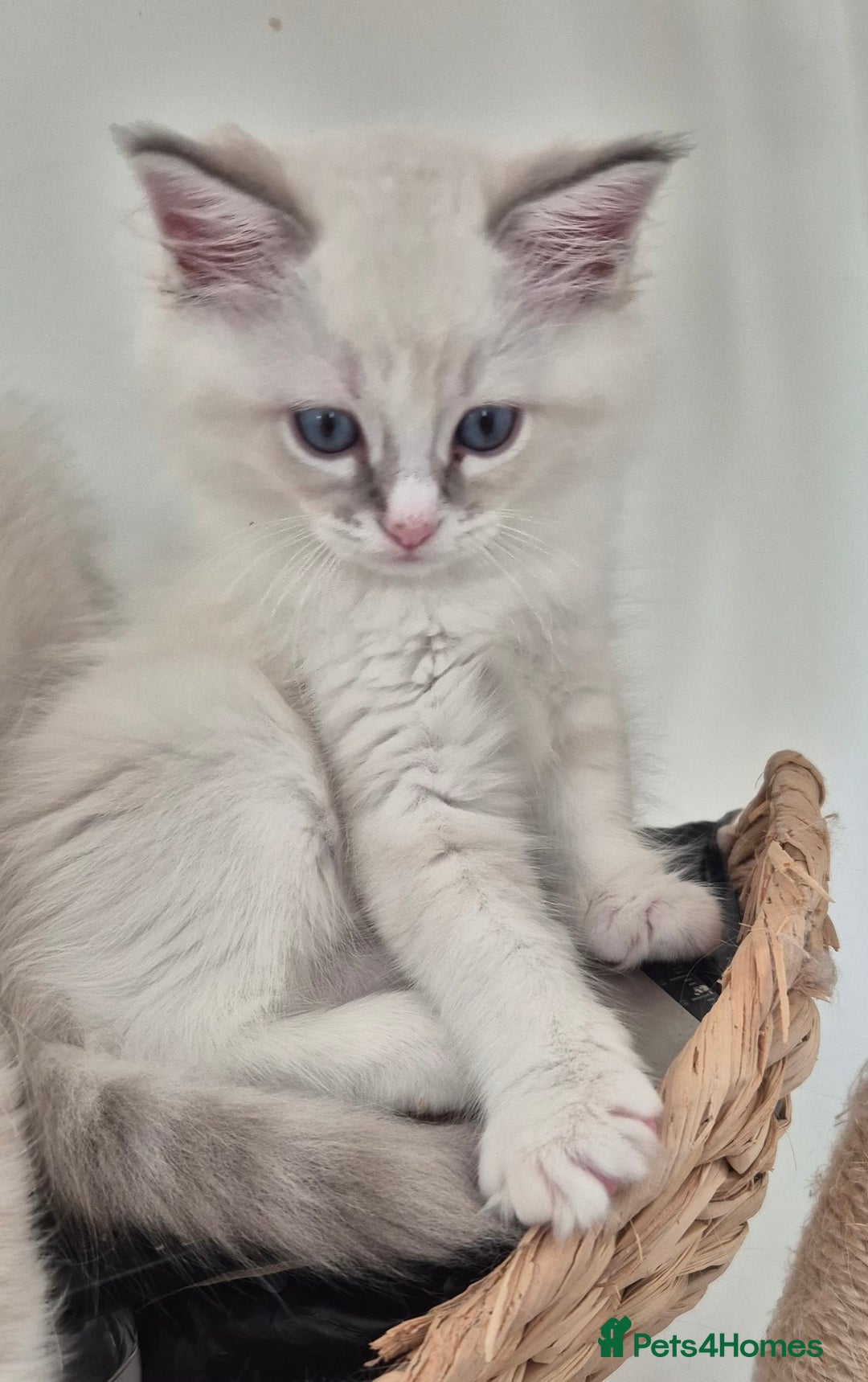Ragdoll cats for sale: 4 Precious tica Ragdoll girls - Image 6