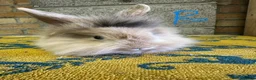 Lionhead rabbits for sale: Lionhead Rabbits For Sale  - Advert 11