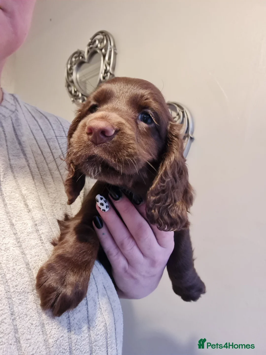 Cocker Spaniel dogs for sale: 5 Gorgeous Working Cockers - Advert 5