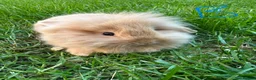 Lionhead rabbits for sale: Lionhead Rabbits for sale  - Advert 7