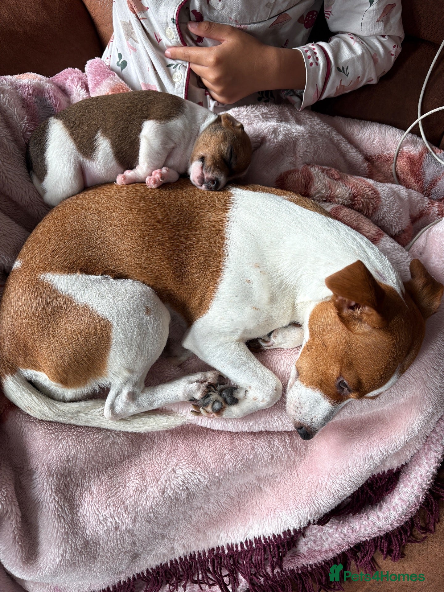 Jack Russell dogs for sale: Jack Russell - Advert 14