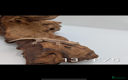 Gecko reptiles for sale: Beautiful baby crested geckos! - Image 12