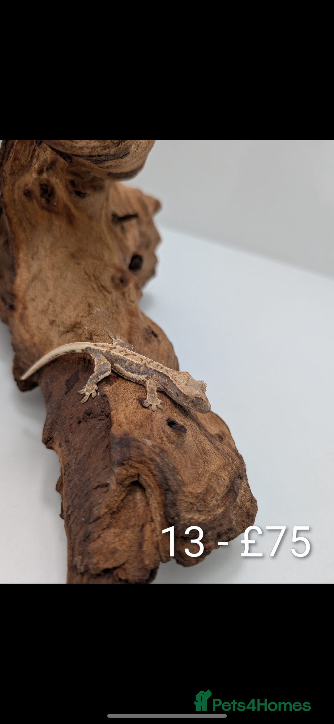 Gecko reptiles for sale: Beautiful baby crested geckos! - Image 12