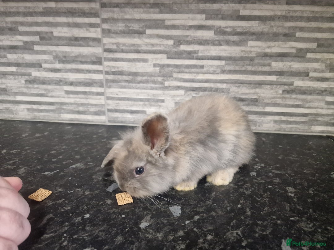 Mini Lion Lop rabbits for sale: Lion lops - Advert 5