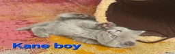 British Shorthair cats for sale: Gorgeous British shorthair kittens - Advert 23
