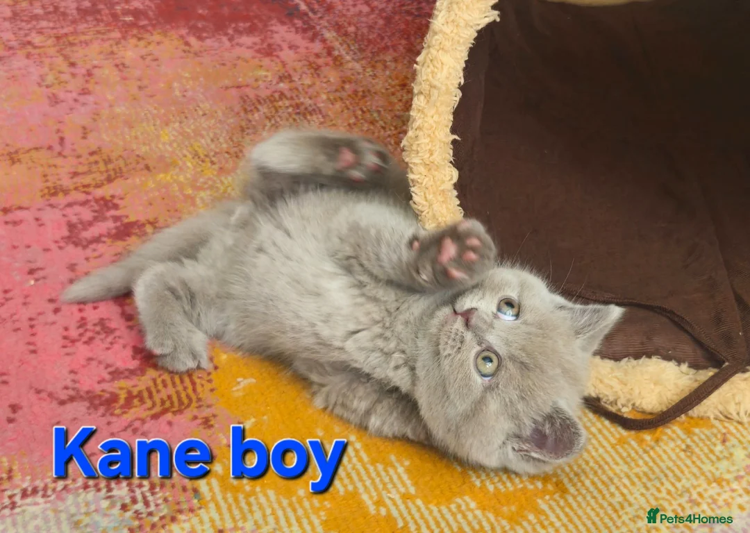 British Shorthair cats for sale: Gorgeous British shorthair kittens - Advert 23