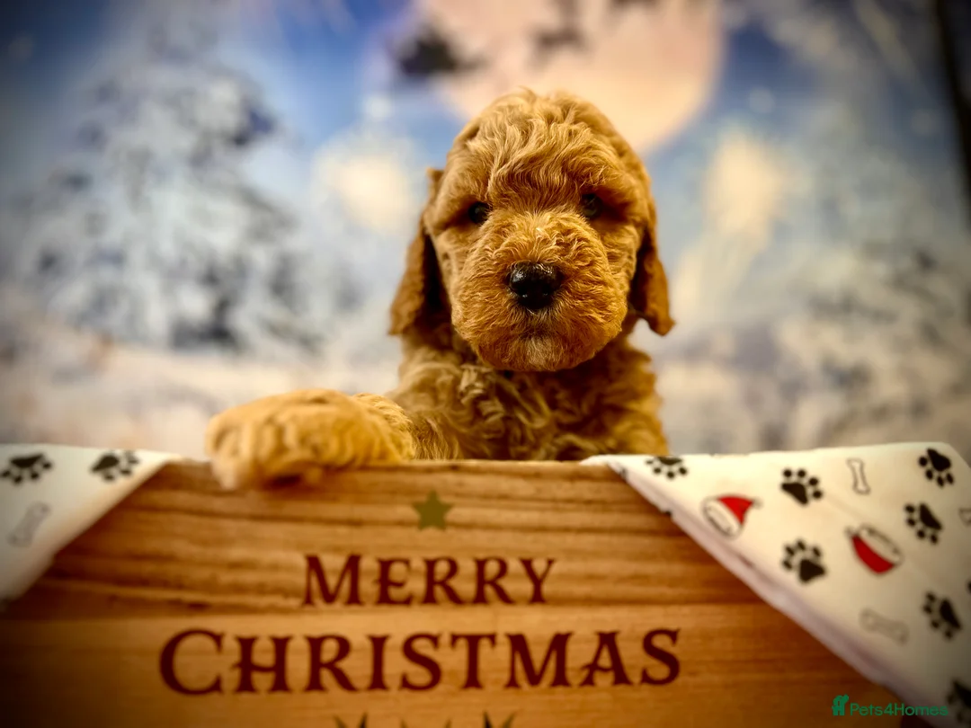 Double Doodle dogs for stud: Australian Double Doodle Stud in Swadlincote - Advert 8