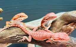 Bearded Dragon reptiles for sale: Super red and Gstripe Baby Breaded dragons - Image 2