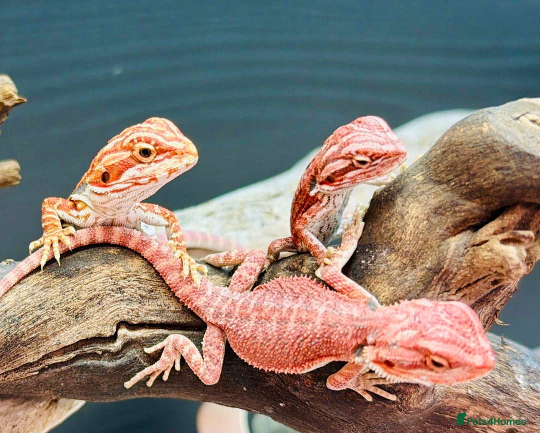Bearded Dragon reptiles for sale: Super red and Gstripe Baby Breaded dragons - Image 2