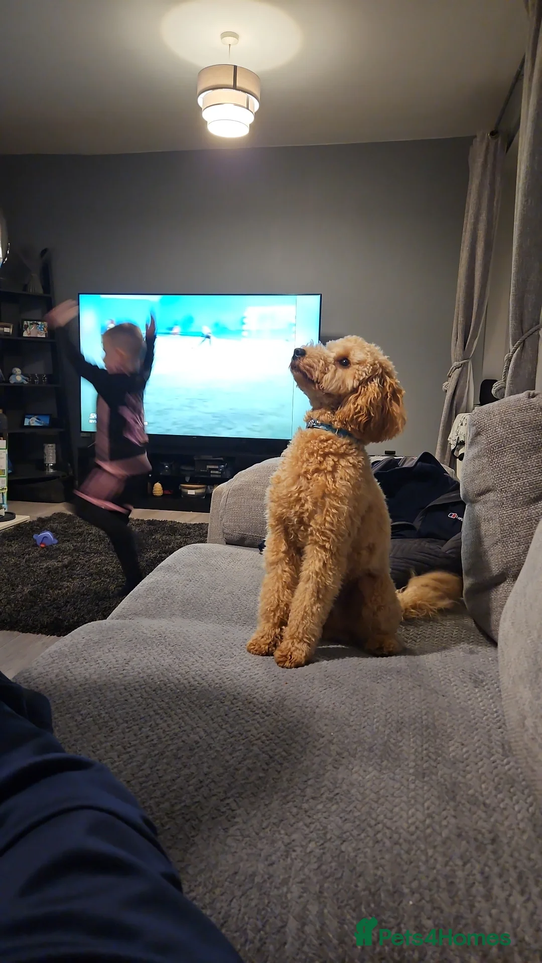 Miniature Poodle dogs for stud: Apricot Miniature Poodle for stud in South Shields - Advert 4