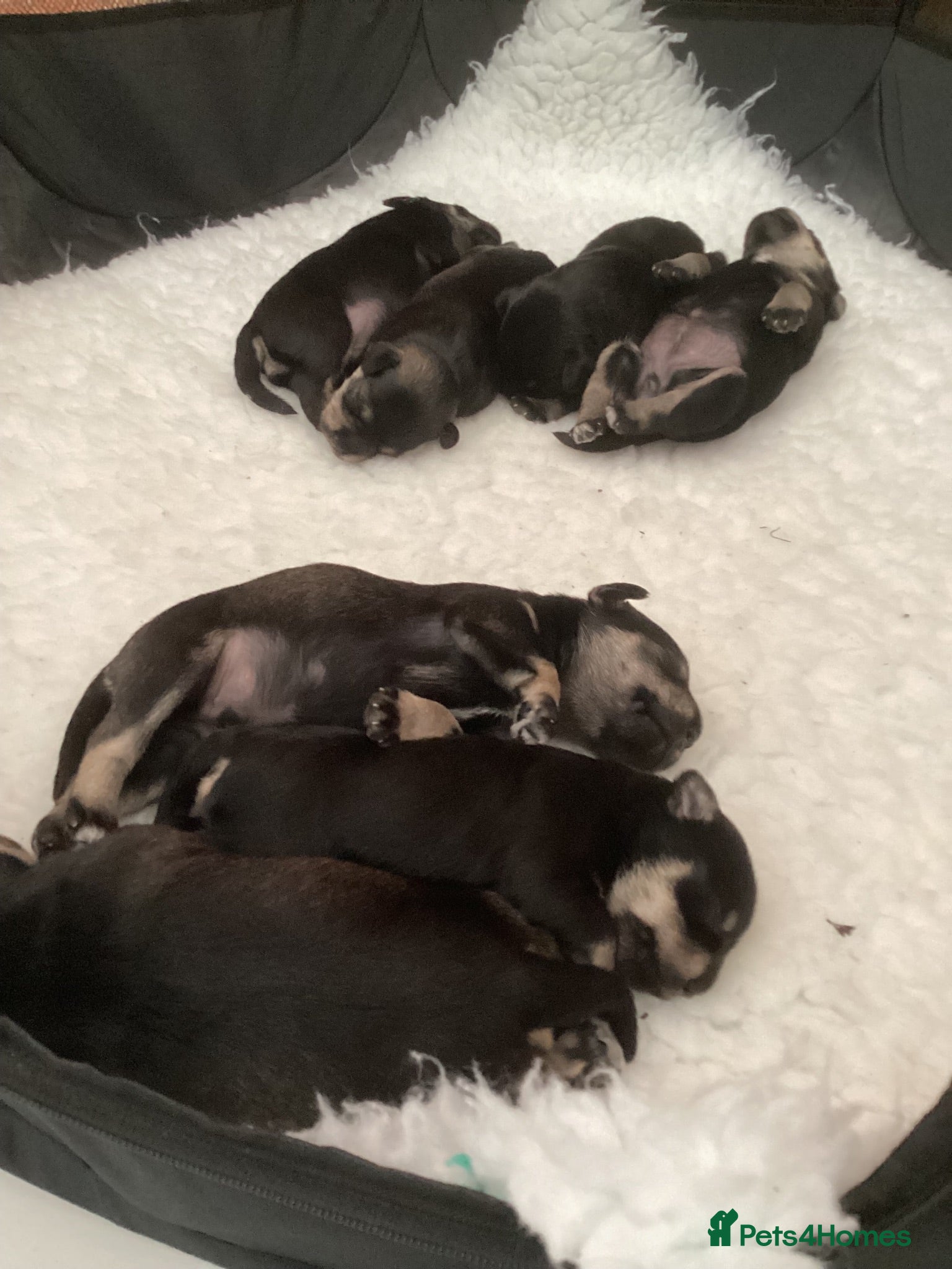 Miniature Schnauzer dogs Council licensed 5* Mini Schnauzer Breeders - Advert 1