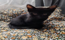 Mixed Breed cats for sale: Kitten for sale - 7 weeks old (Male, Black) - Image 1