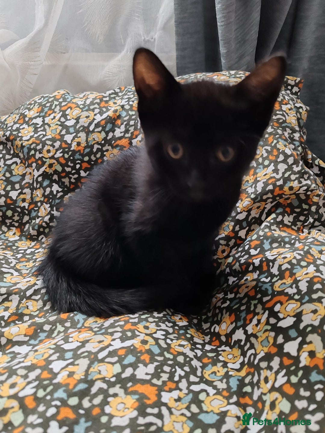 Mixed Breed cats for sale: Kitten for sale - 7 weeks old (Male, Black) - Image 1