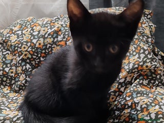 Mixed Breed cats - Advert 11