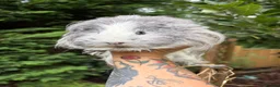 Guinea Pig rodents for sale: 4 Female Guinea Pigs - Advert 3