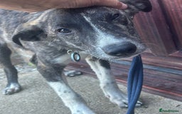 Mixed Breed dogs for adoption: Button - Norwich Norfolk  - Image 4