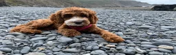 Cavapoo dogs for sale: Beautiful, health tested F1b Cavapoo Puppies - Advert 9