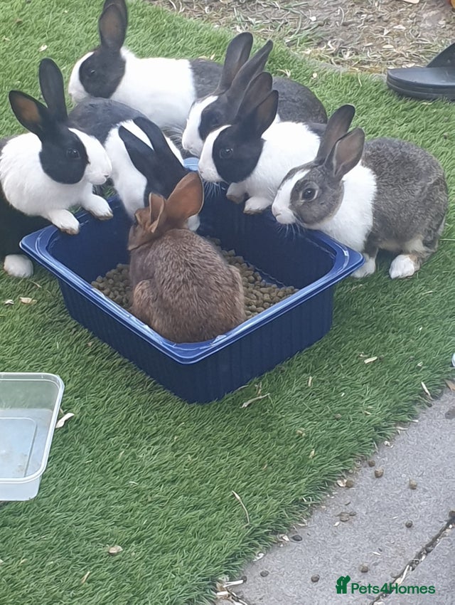 1 Belgian Hare, 3 Dutch Rabbit for sale in Blackburn | Pets4Homes