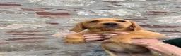 Labrador Retriever dogs for sale: *Ready Now* Labrador Puppies For Sale  - Advert 9