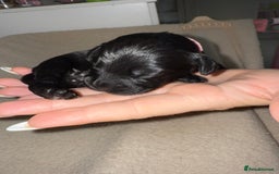 Mixed Breed dogs for sale: chunky litter of French bulldog cross cockapoo - Advert 17