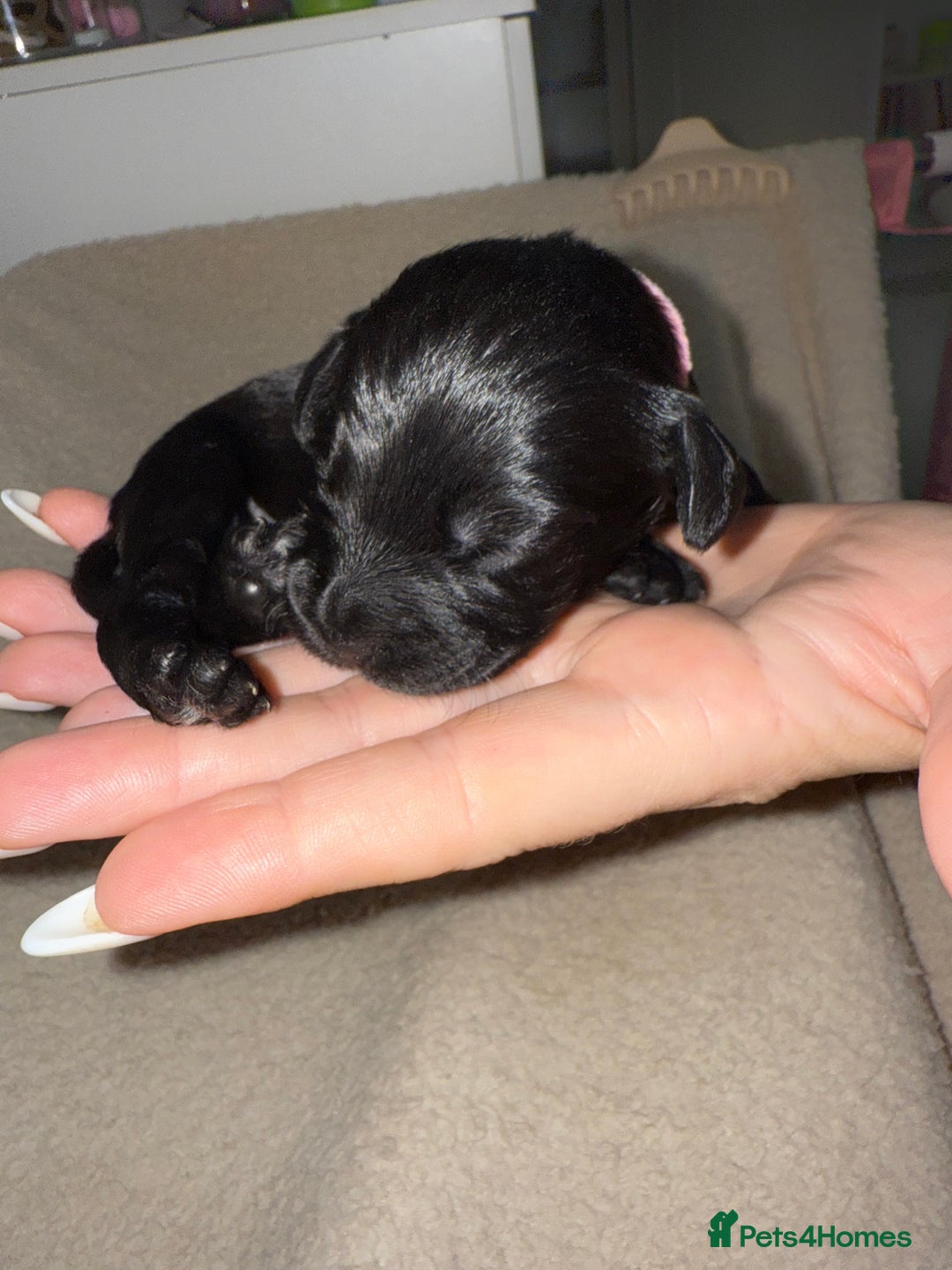 Mixed Breed dogs for sale: chunky litter of French bulldog cross cockapoo - Advert 17