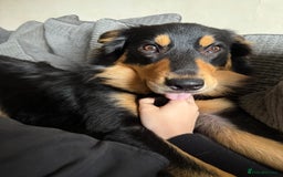 Welsh Collie dogs for sale: Beautiful Welsh Collie - Image 7