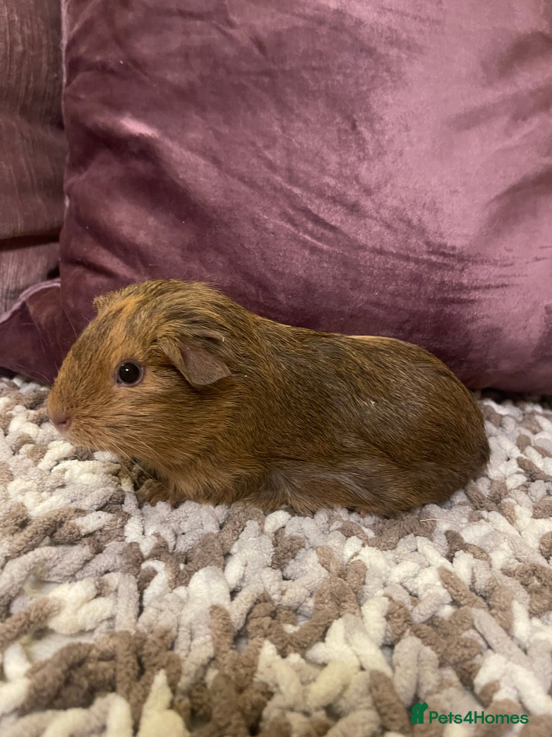 Guinea Pig rodents for sale: Guinea pigs for sale  - Advert 2