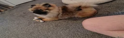Pomeranian dogs for sale: Pomeranian  in Hebburn - Advert 12