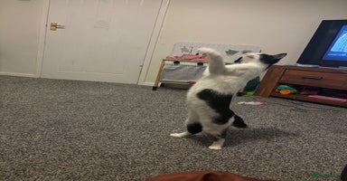 Mixed Breed cats - Advert 5