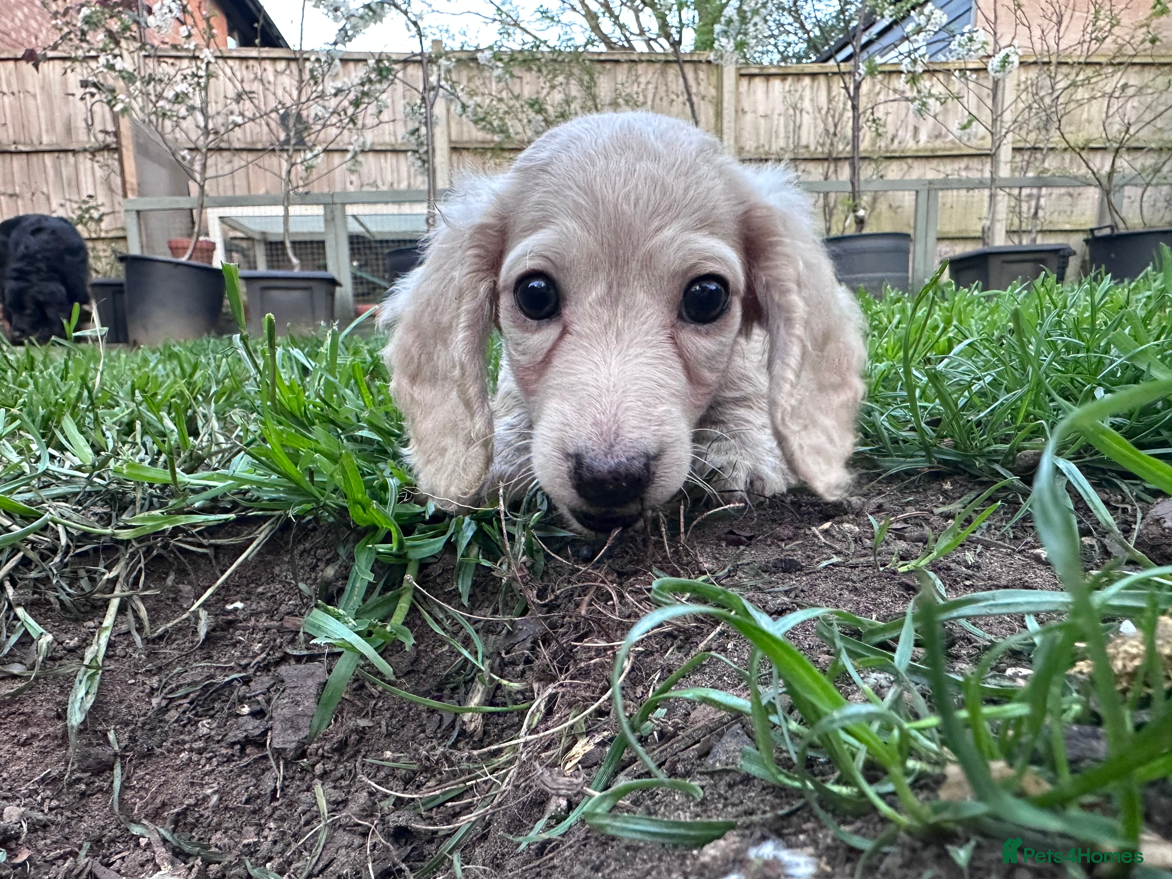 Miniature Dachshund dogs for sale: Miniature long haired dachshunds  - Advert 18