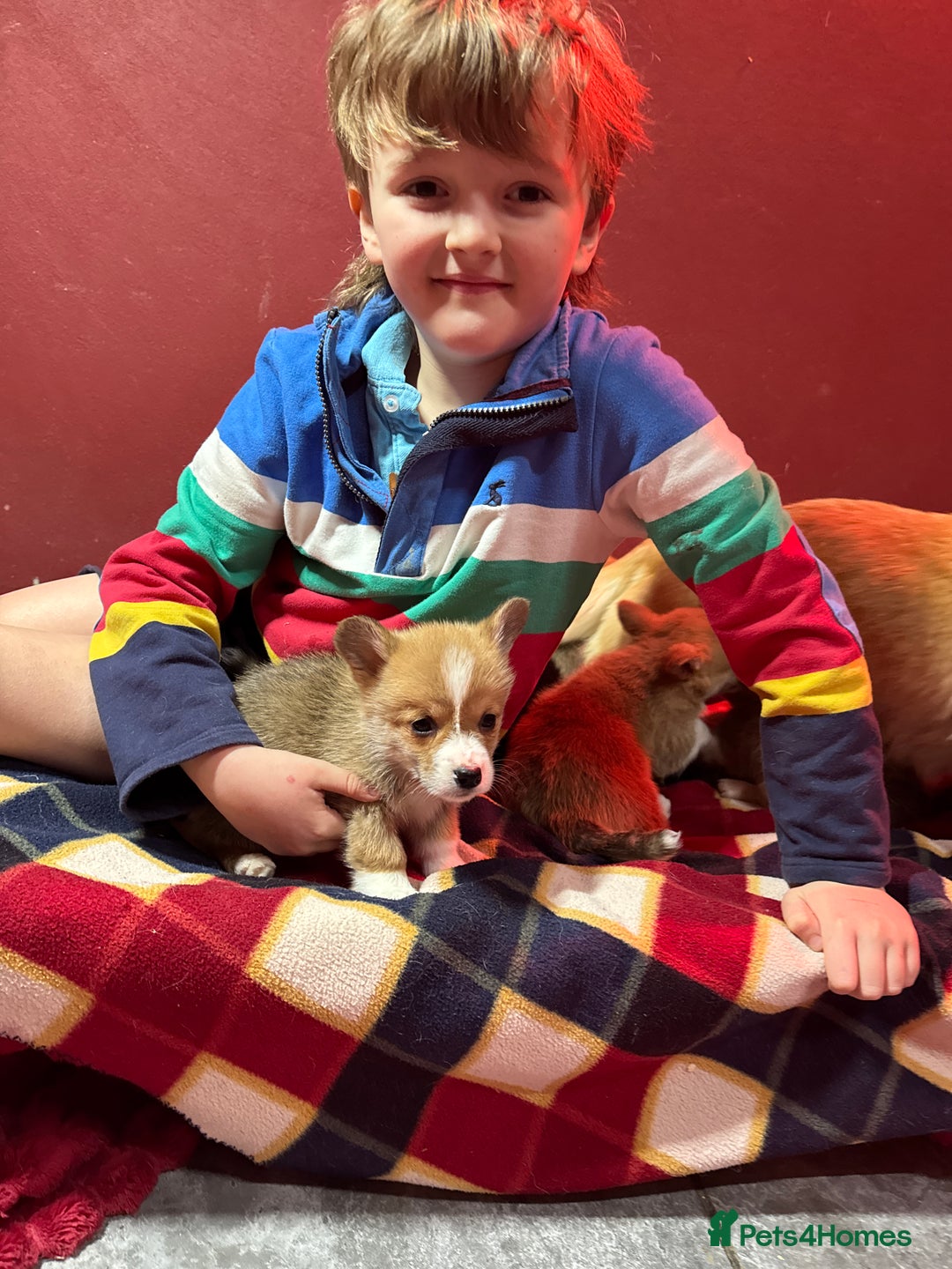 Welsh Corgi Pembroke dogs for sale: Champion bloodlines on both sides, great with kids - Advert 4
