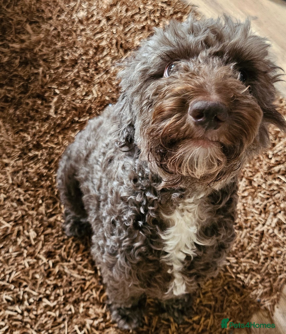 Cockapoo dogs for sale: F2 cockapoos   - Image 10