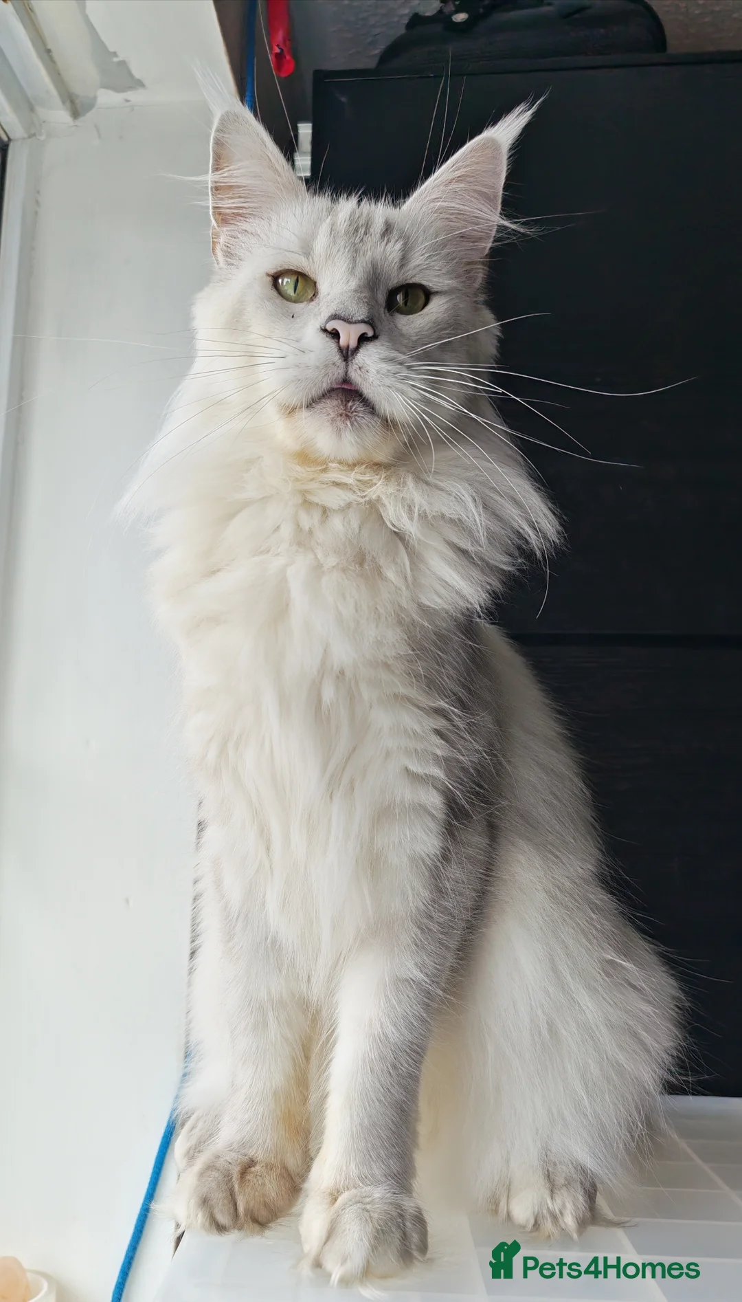 Maine Coon cats for sale: Maine Coon Boy Chinchilla looking forever home  in Castleford - Advert 2