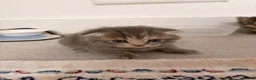 Mixed Breed cats for sale: Scottish Fold Kittens Looking for Loving Homes in London - Advert 8