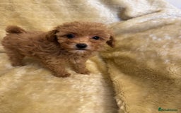 Toy Poodle dogs for sale: adorable toy poodle pups health tested  - Advert 12