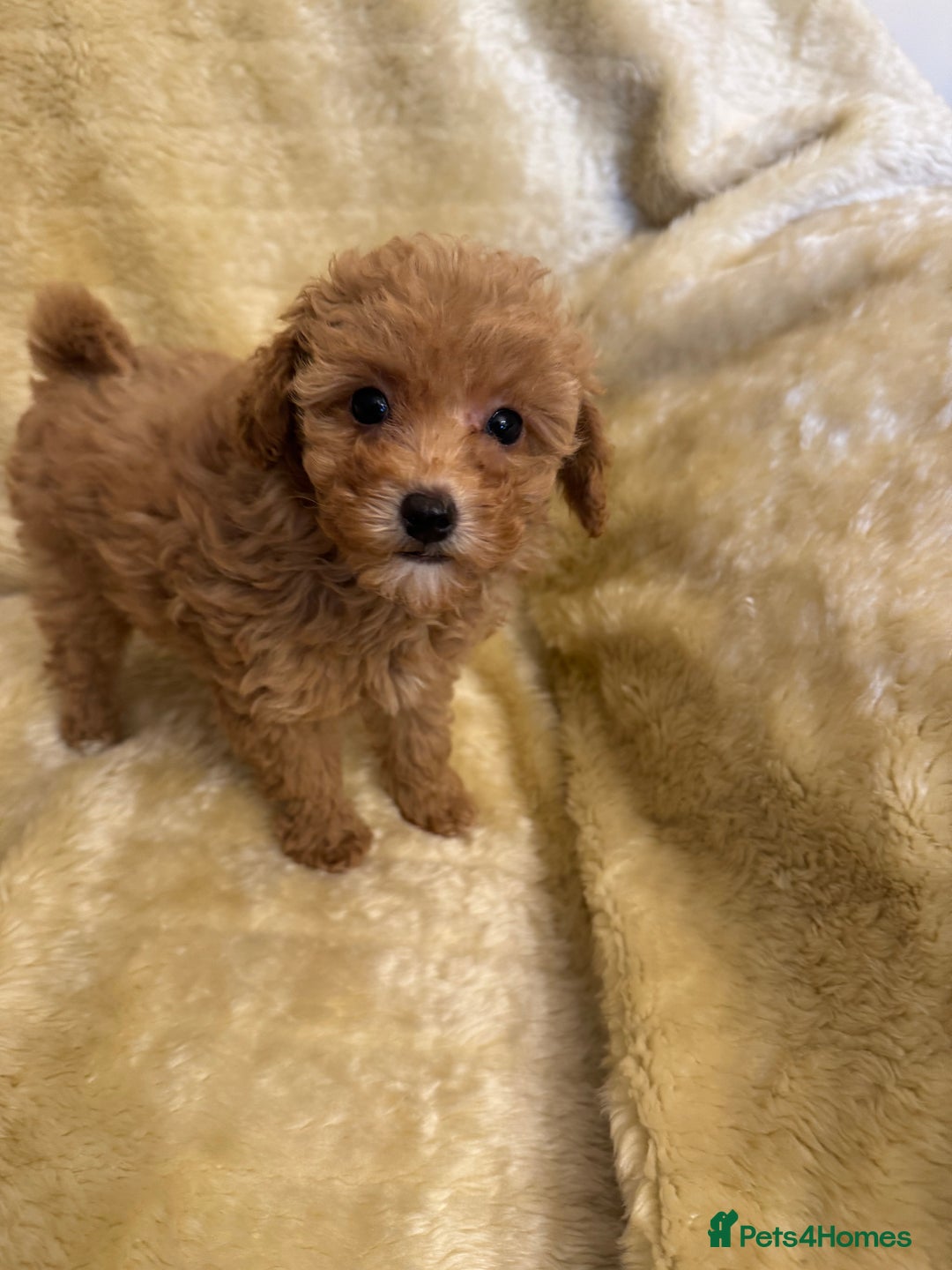 Toy Poodle dogs for sale: adorable toy poodle pups health tested  - Advert 12