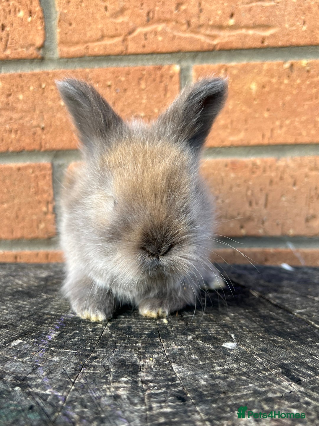Angora rabbits for sale: English Angora  - Image 16