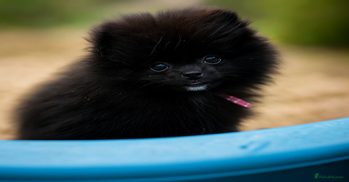 Pomeranian dogs - Advert 4