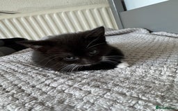 British Shorthair cats for sale: Boy cat - Image 4