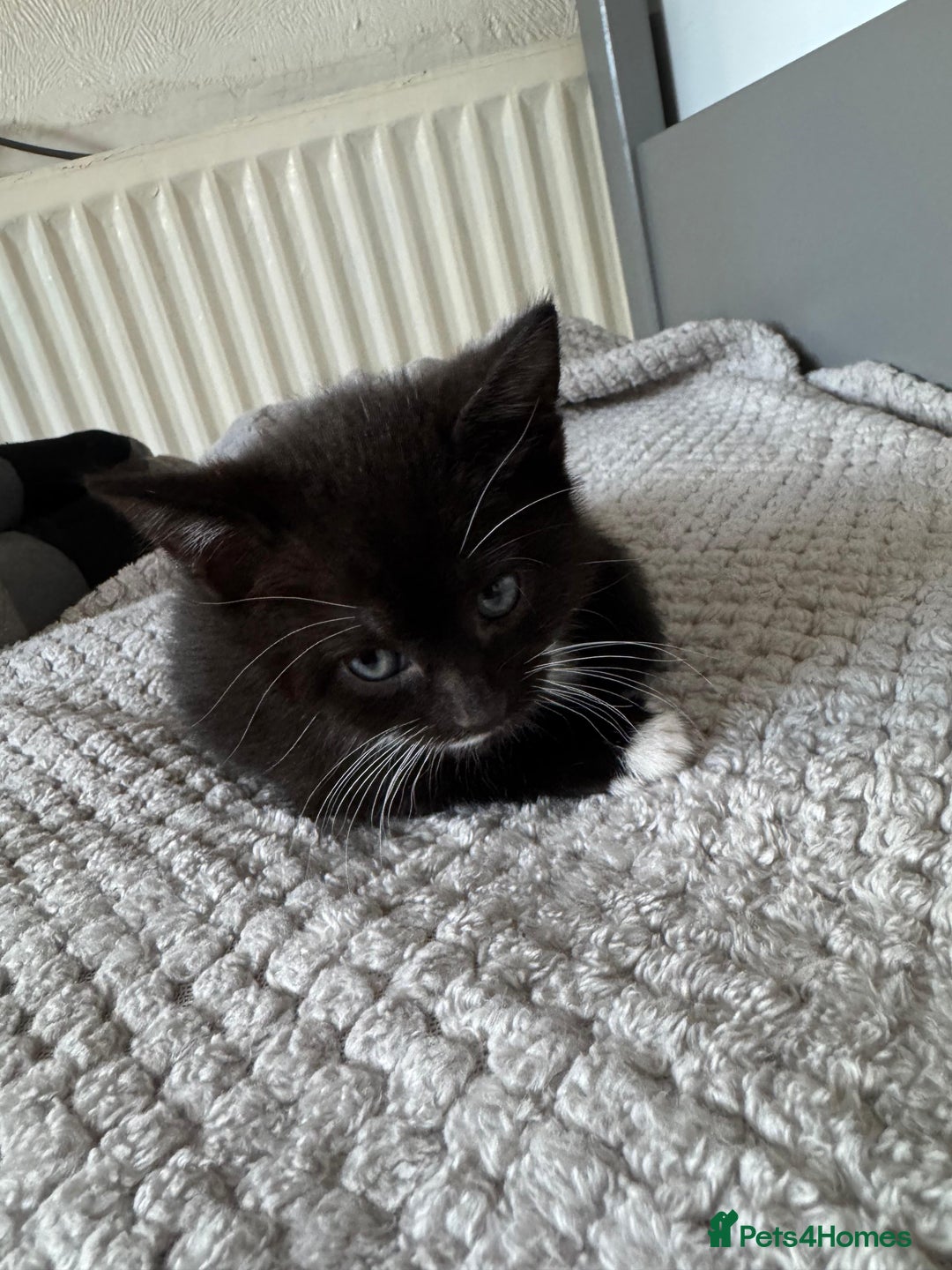 British Shorthair cats for sale: Boy cat - Image 4