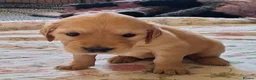 Golden Retriever dogs for sale: Golden Retriever KC Registered Puppies - Advert 6