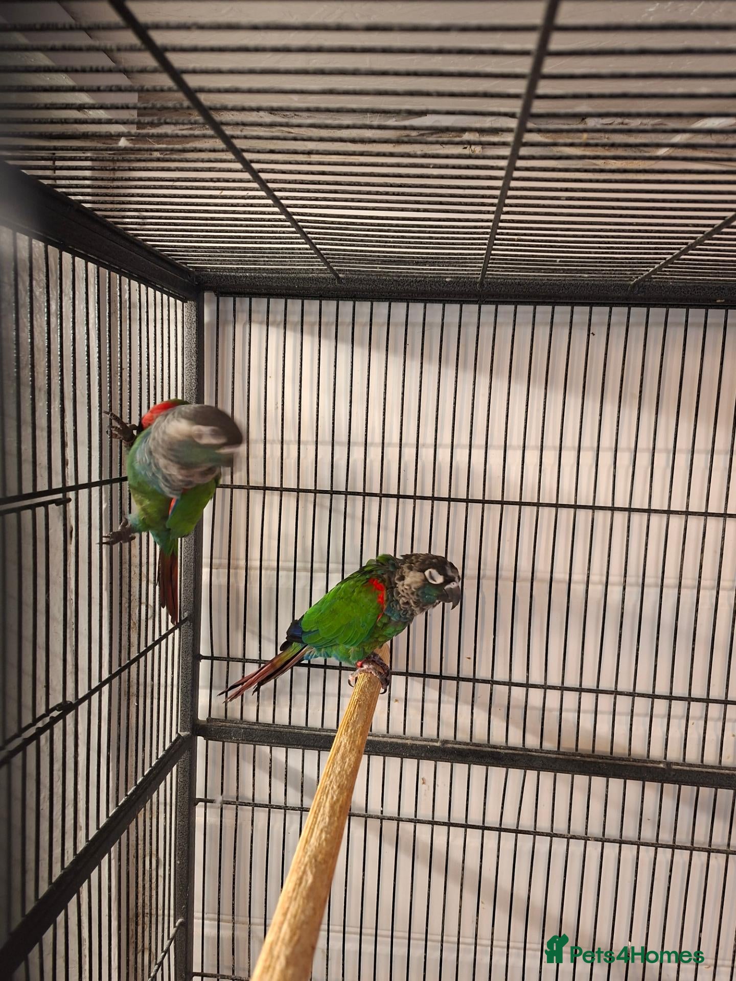 Conures birds Pearly conure bonded pair  - Advert 7