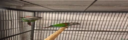 Conures birds for sale: Pearly conure bonded pair  - Advert 1