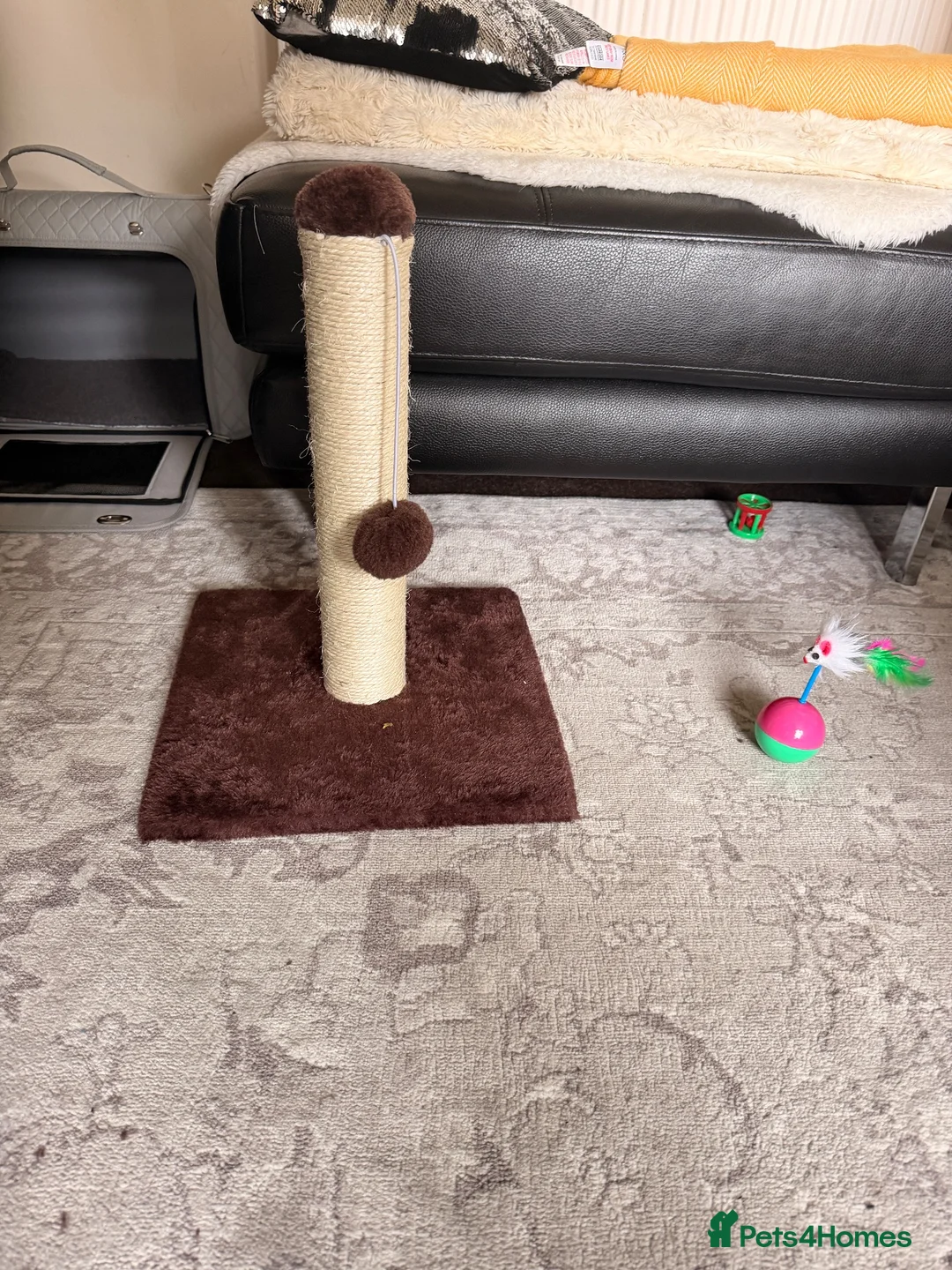 British Shorthair cats for sale: 14 Week Old British Shorthair Kitten - Advert 9